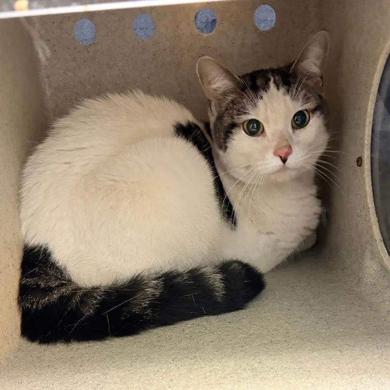 An adult medium-sized female White Domestic Short Hair cat named Fiona Fay for adoption in Philadelphia, PA