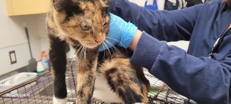 An adult small-sized female Domestic Short Hair cat named Resee for adoption in Los Angeles, CA