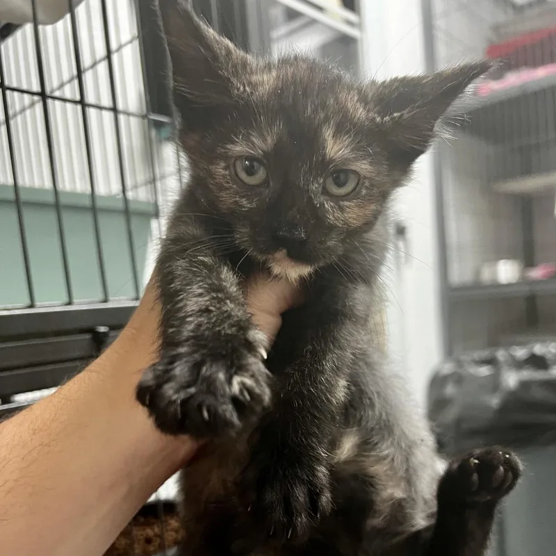 A baby small-sized female Tortoiseshell Domestic Short Hair cat named Astel for adoption in Birmingham, AL