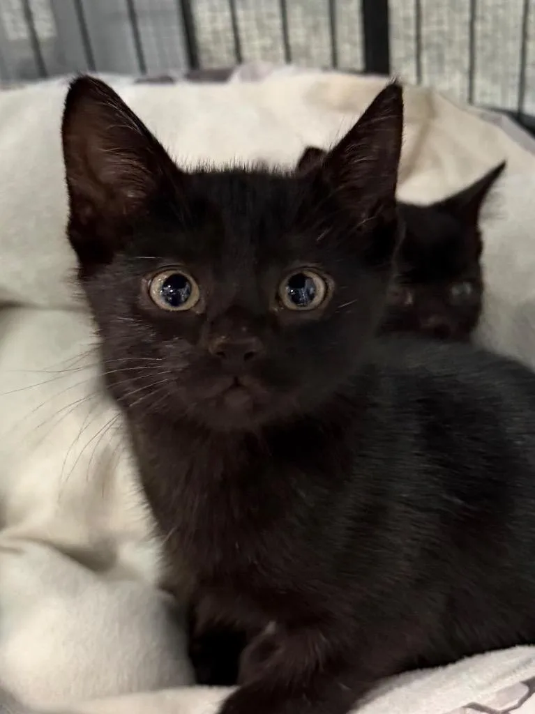A baby small-sized male Domestic Short Hair cat named Hooligan for adoption in Brookhaven, MS