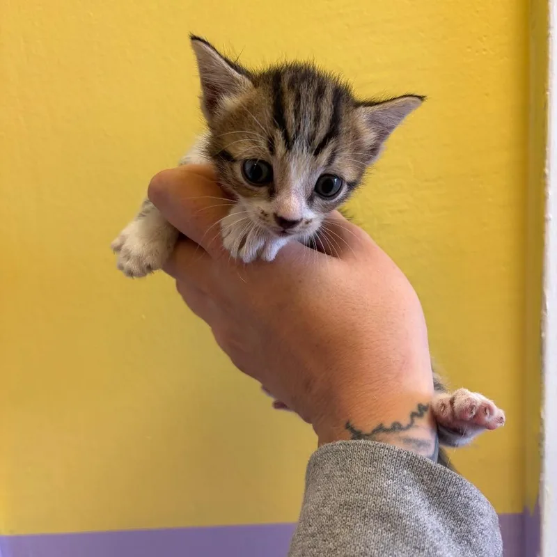 A baby small-sized female Brown / Chocolate Domestic Short Hair cat named Avril for adoption in Webster, TX