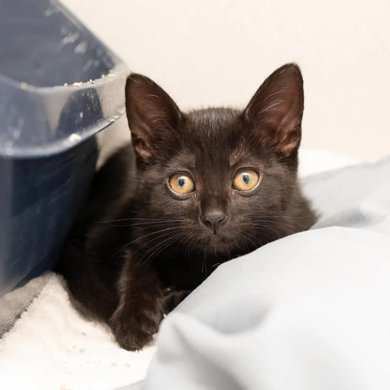 A baby small-sized female Domestic Short Hair cat named Morticia for adoption in Los Angeles, CA