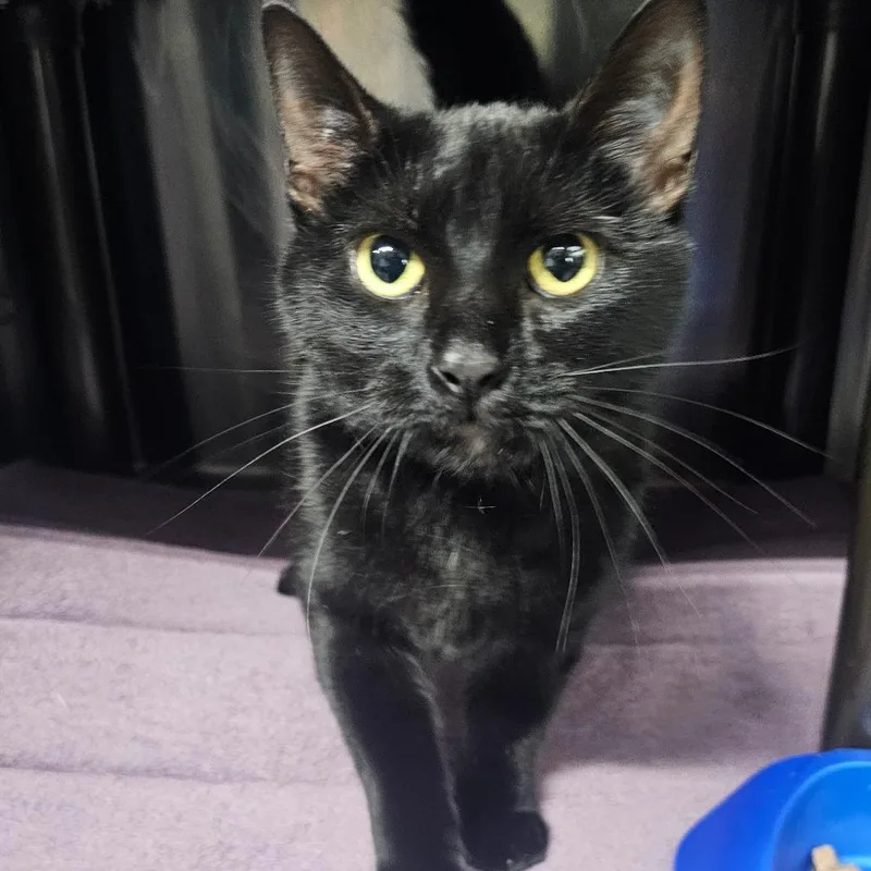An adult medium-sized female Black Domestic Short Hair cat named Baba for adoption in Jefferson city, TN