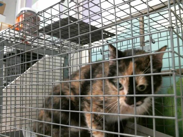 A young medium-sized female Domestic Short Hair cat named Ash for adoption in Houston, TX