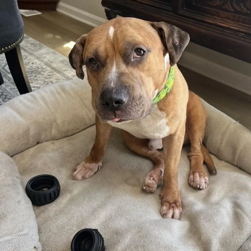 An adult medium-sized male Brown / Chocolate Pit Bull Terrier dog named Rudy for adoption in Reisterstown, MD
