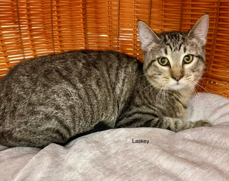 A baby small-sized male Brown / Chocolate Tabby cat named Laskey for adoption in Jackson, GA