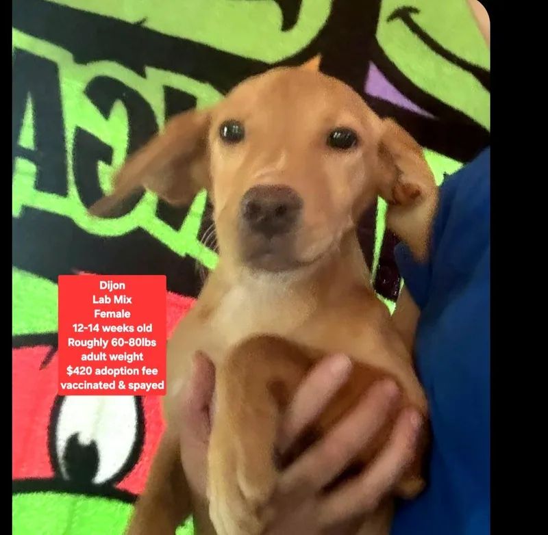 A baby large-sized female Labrador Retriever dog named Dijon for adoption in Oviedo, FL