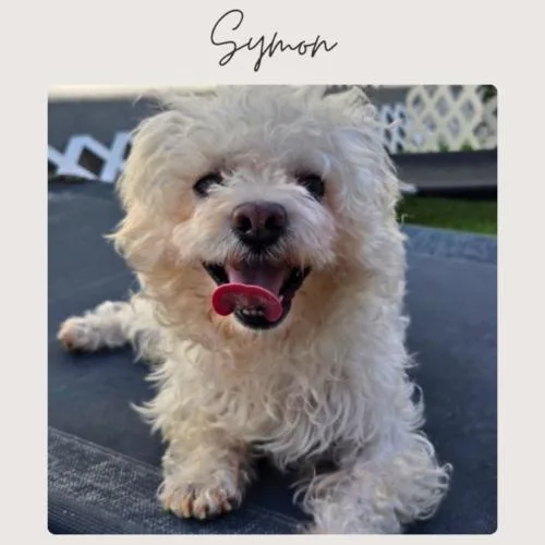 An adult small-sized male Maltese dog named Symon for adoption in San Juan Capistrano, CA