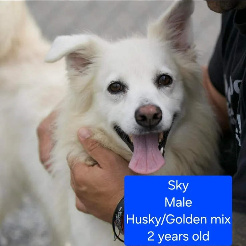An adult medium-sized male White / Cream Husky dog named Sky for adoption in Ross, OH