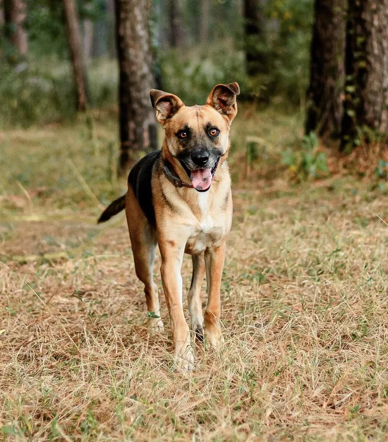 An adult large-sized male Black German Shepherd Dog dog named Batman for adoption in Tomball, TX