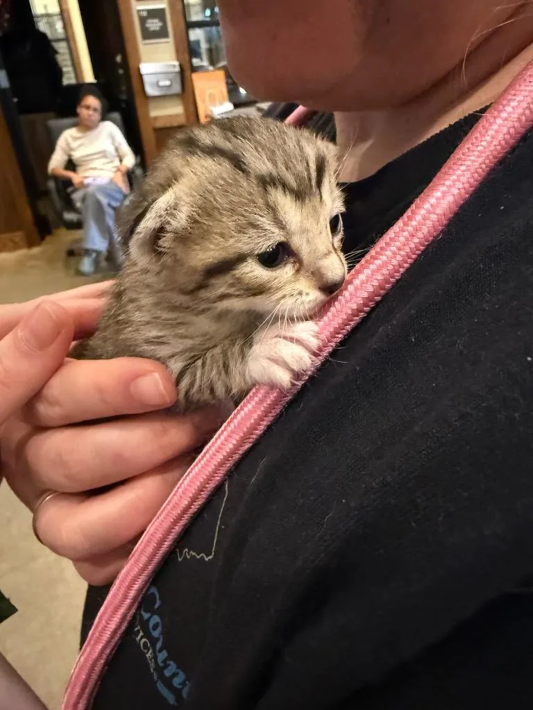 A baby small-sized female Domestic Short Hair cat named Honey Bee for adoption in Douglasville, GA