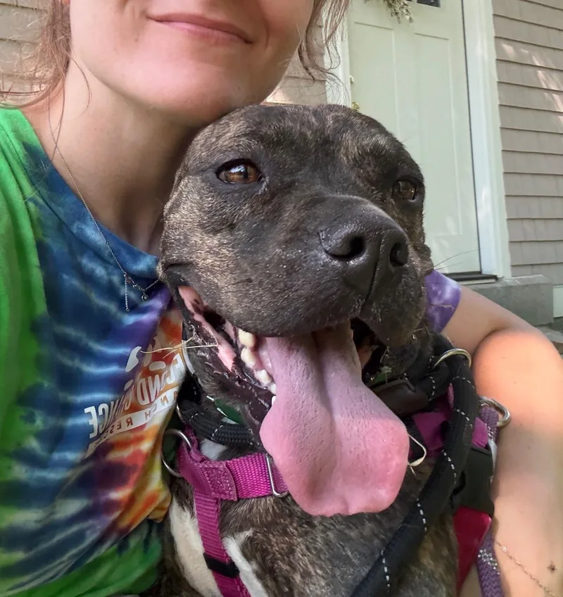 An adult medium-sized female Brindle Boxer dog named Rebel for adoption in New Boston, NH