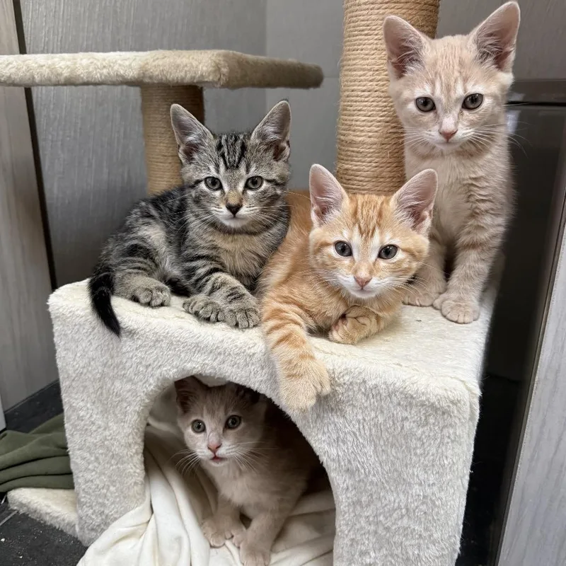 A baby small-sized male Buff / Tan / Fawn Domestic Short Hair cat named Larry for adoption in Fairfax Station, VA