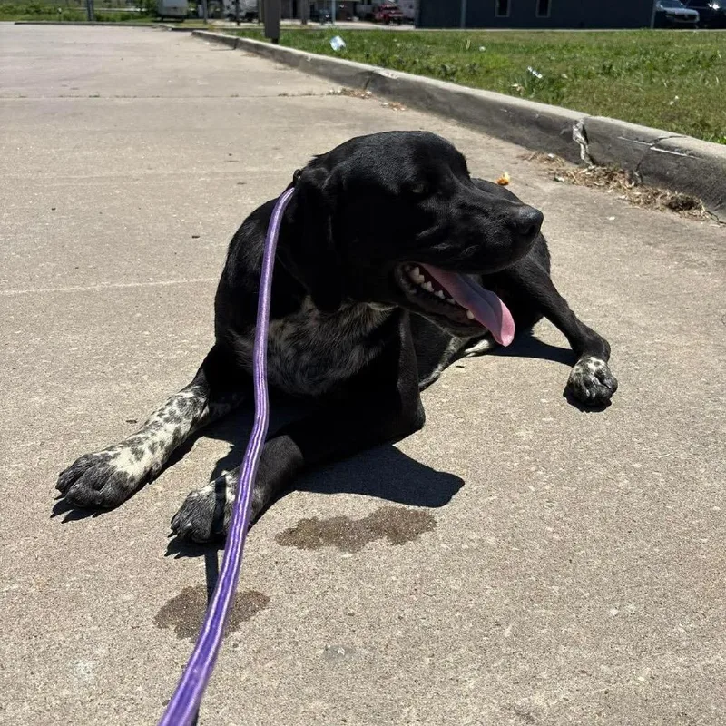 An adult medium-sized male Black Australian Cattle Dog / Blue Heeler dog named Hank for adoption in Hackett, AR