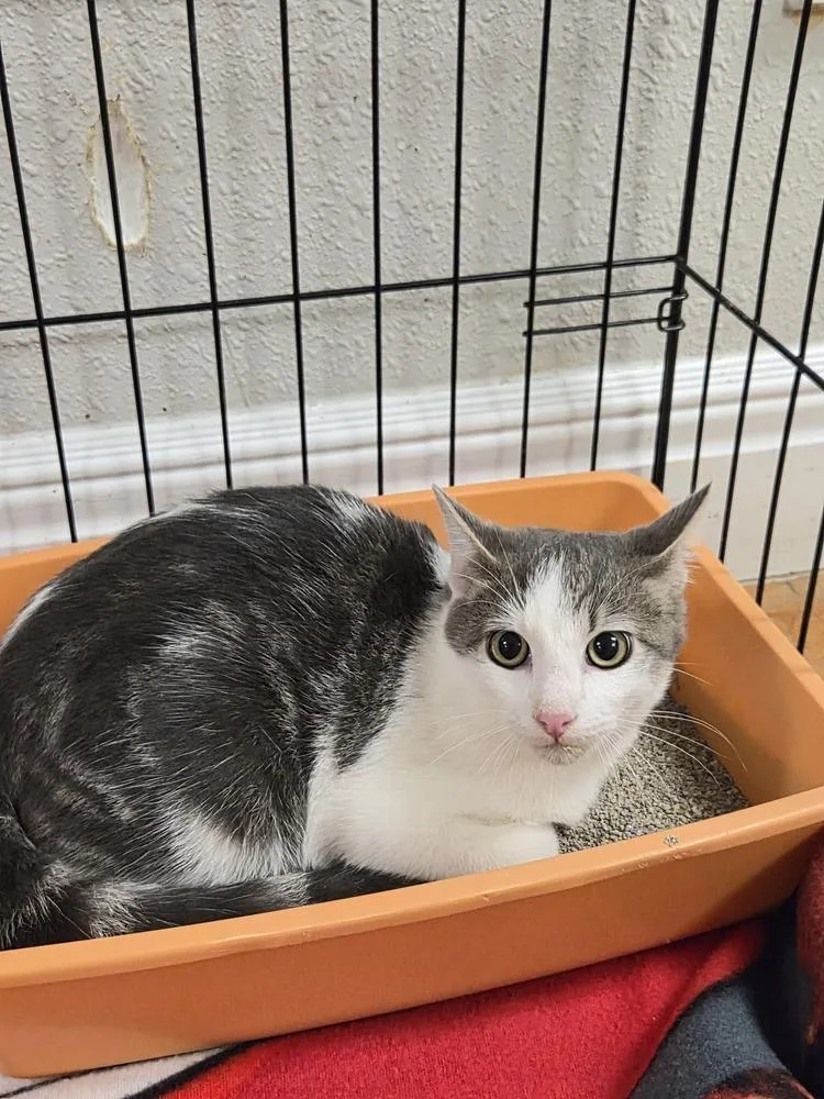 A baby medium-sized male Domestic Short Hair cat named ZaZa for adoption in Bolivar, MO