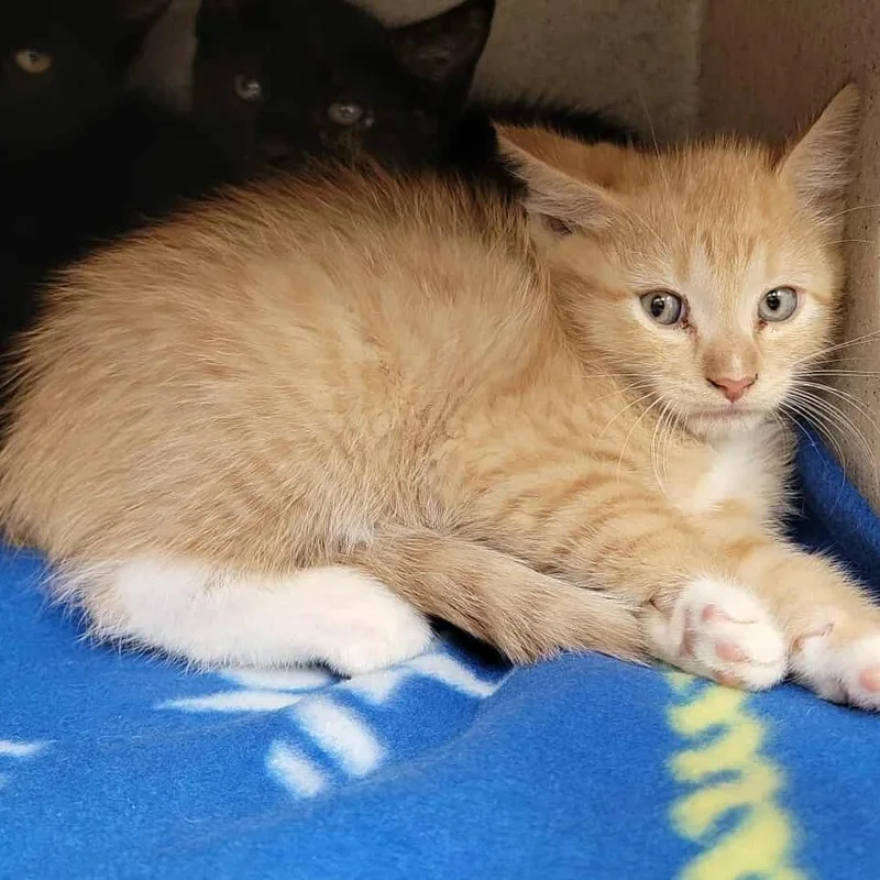 A baby small-sized male Domestic Short Hair cat named Markie for adoption in Bastrop, TX