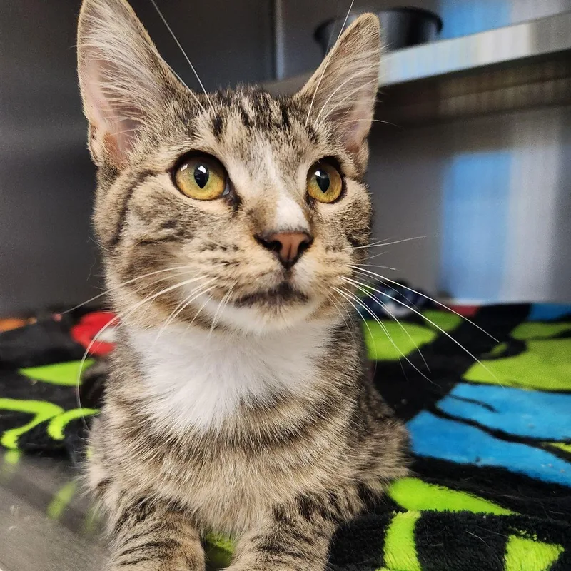 A young medium-sized male Domestic Short Hair cat named Bonjovi for adoption in Liberty, MO