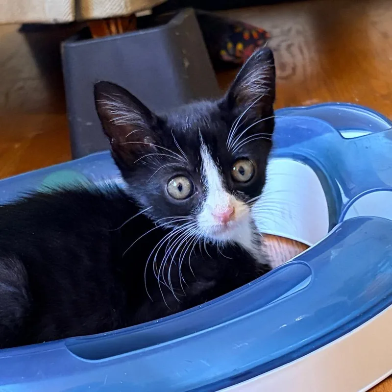 A baby small-sized male Domestic Short Hair cat named Oscar for adoption in Franklin, TN