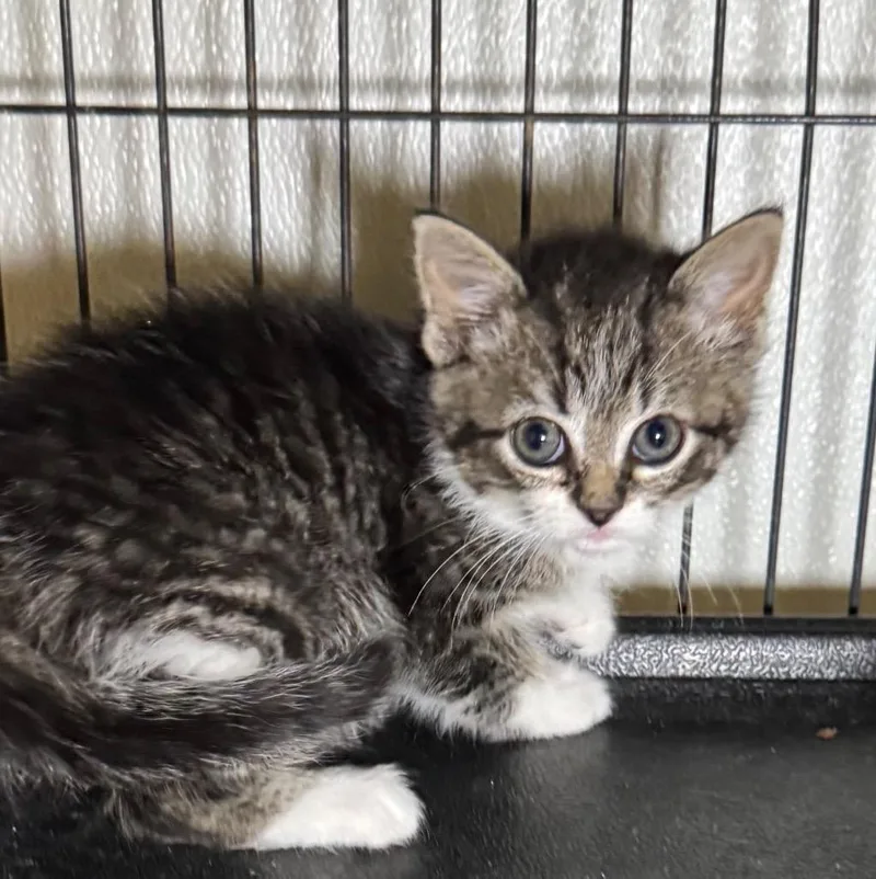 A baby medium-sized female Domestic Short Hair cat named Belle for adoption in Saginaw, MI