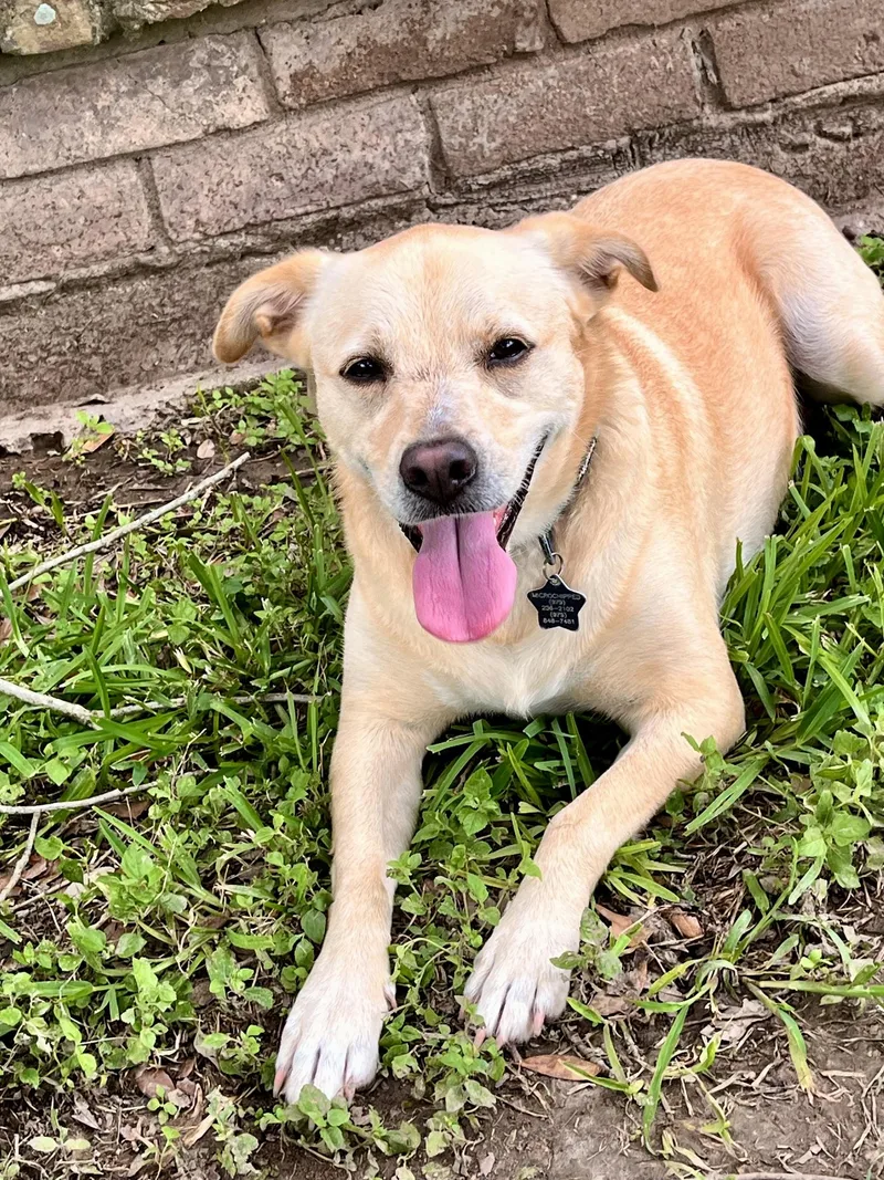 An adult medium-sized female Yellow / Tan / Blond / Fawn Yellow Labrador Retriever dog named Blondie for adoption in Angleton, TX
