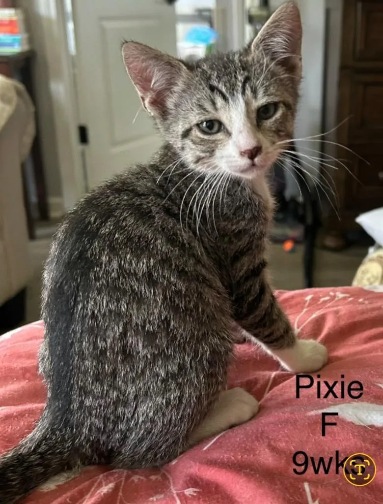 Pixie