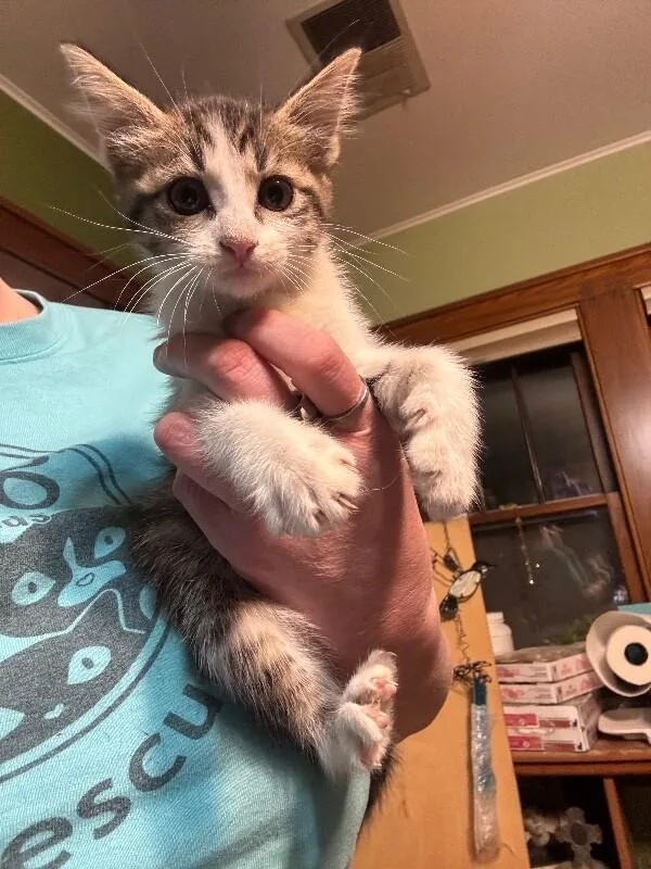 A young medium-sized female Brown / Chocolate Domestic Short Hair cat named Alice for adoption in Grand Rapids, MI