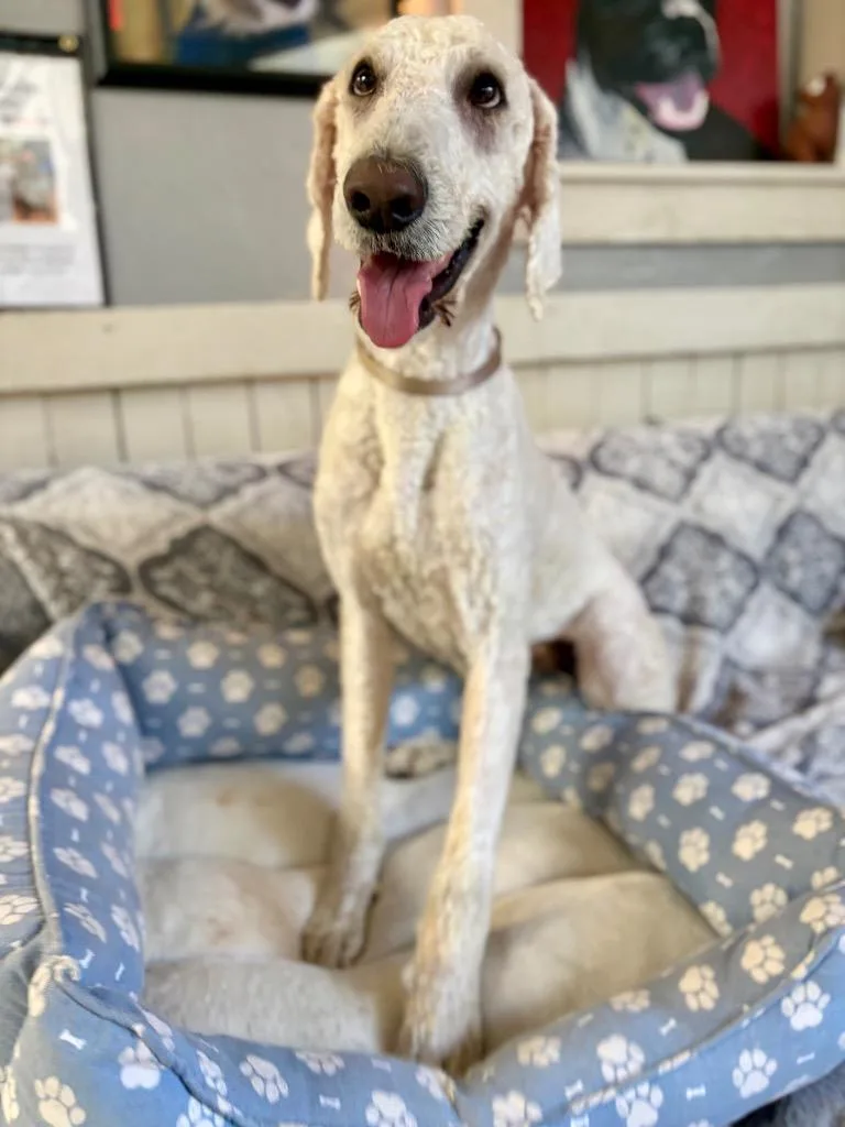 A young large-sized male Poodle dog named Peter for adoption in Fort Worth, TX