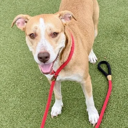 An adult large-sized female Mixed Breed dog named Zoe for adoption in Largo, FL