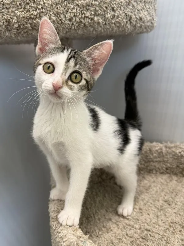 A baby small-sized female Black & White / Tuxedo Domestic Short Hair cat named Reiley for adoption in Wellington, FL