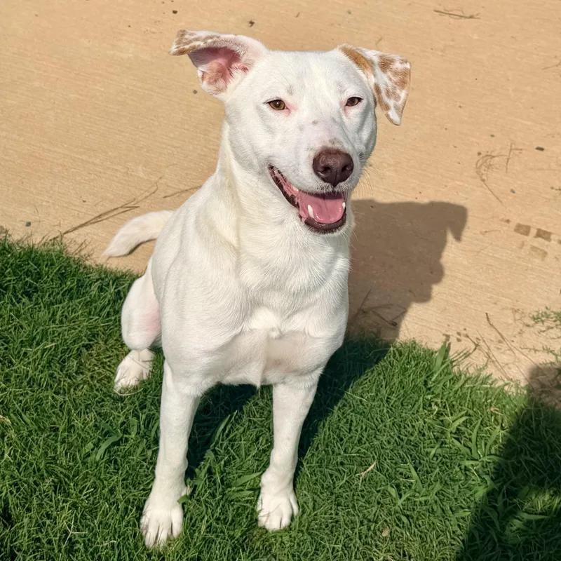 An adult medium-sized male White / Cream Terrier dog named Bam Bam for adoption in Paramus, NJ