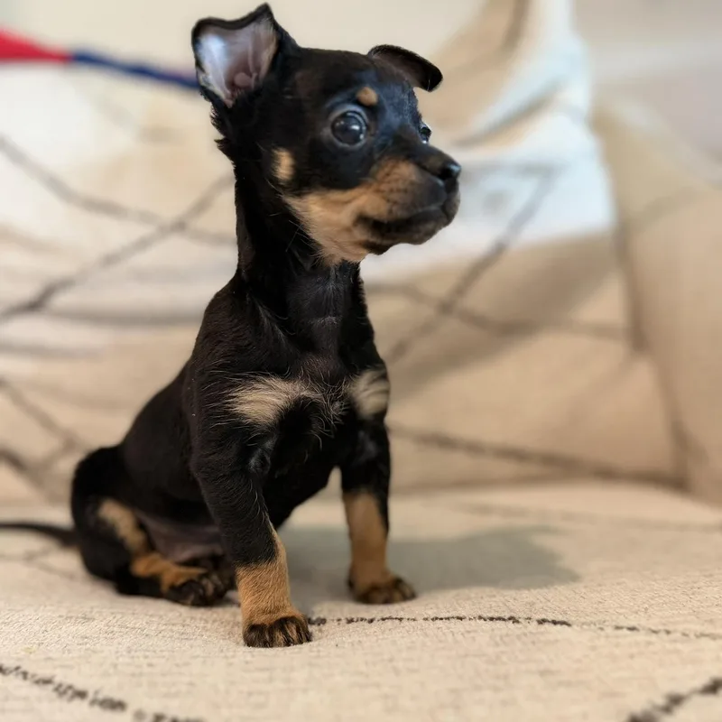 A baby small-sized male Black Chihuahua dog named Junior for adoption in Justin, TX