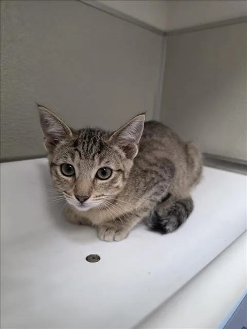 A baby small-sized female Domestic Short Hair cat named Blossom for adoption in Tracy, CA