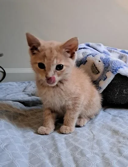 A baby small-sized male Domestic Short Hair cat named Sawyer for adoption in Fairfax, VA