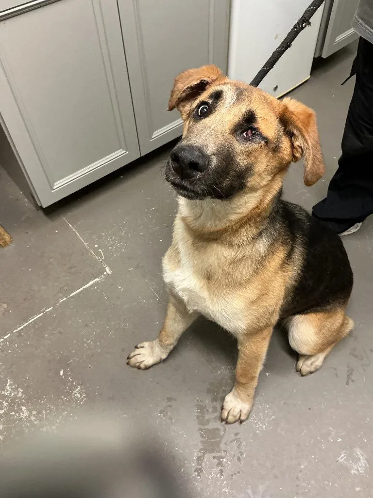 A baby medium-sized male German Shepherd Dog dog named Colt for adoption in Dyersburg, TN