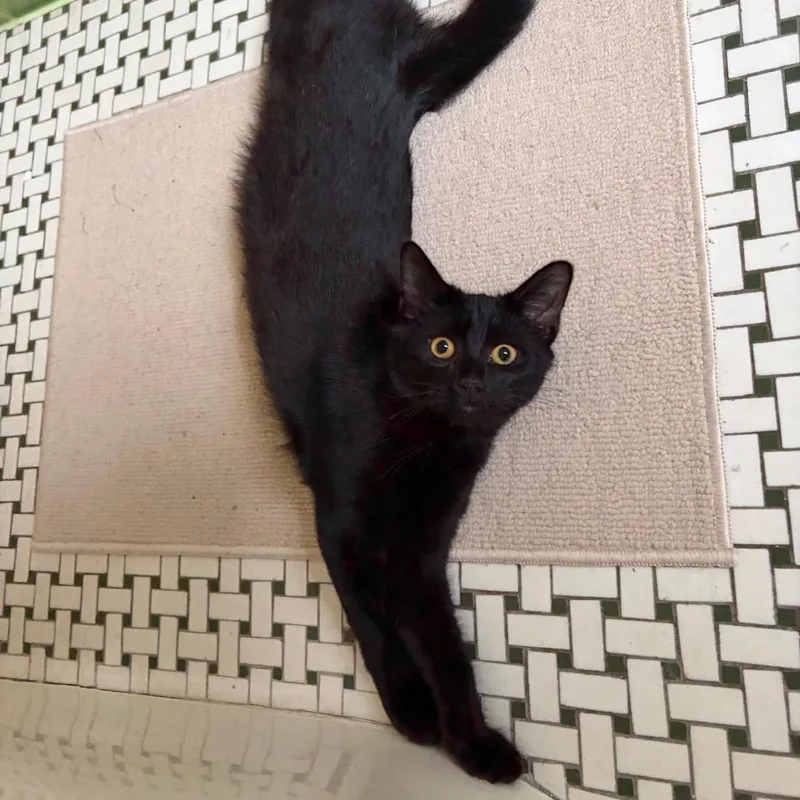 A baby small-sized female Black Domestic Short Hair cat named Pocket for adoption in Evanston, IL