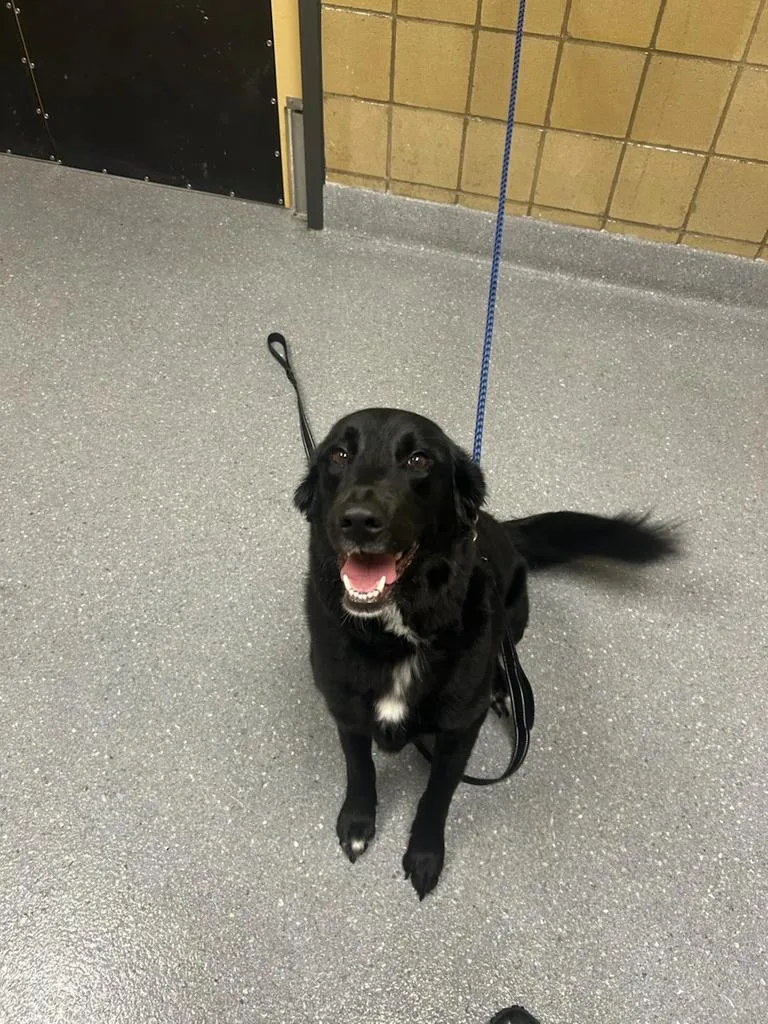 An adult large-sized female Border Collie dog named Maiha for adoption in Greenfield, IN
