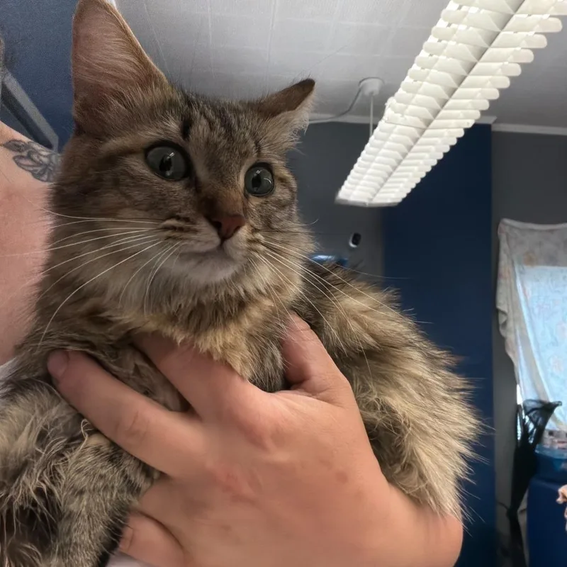 An adult medium-sized female Brown / Chocolate Domestic Medium Hair cat named Angelica for adoption in Oak Hill, WV