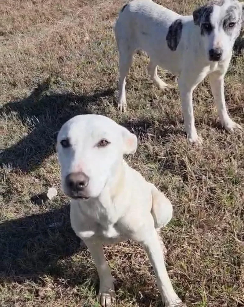 An adult medium-sized female Mixed Breed dog named Juniper for adoption in Whitney, TX