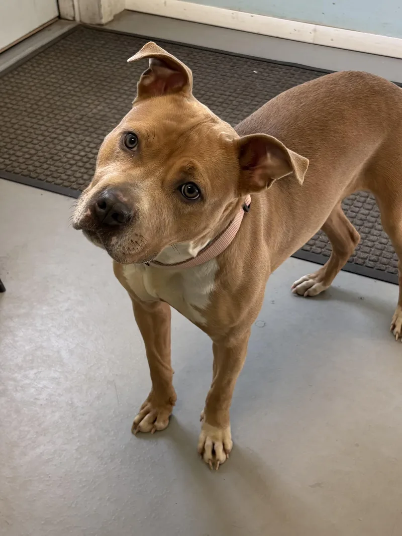 An adult medium-sized female Pit Bull Terrier dog named Marilou for adoption in Big Rapids, MI