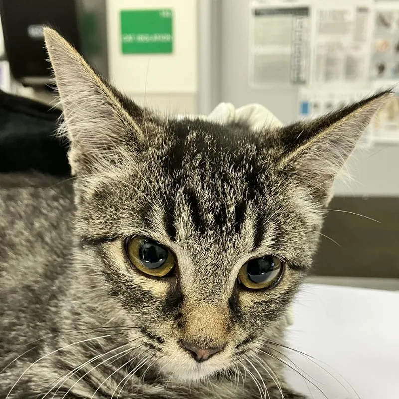 A baby small-sized female Domestic Short Hair cat named 111982 for adoption in Las Cruces, NM