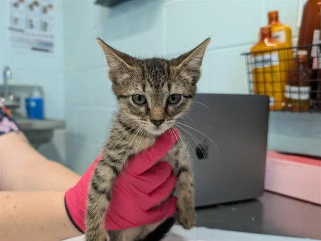 A baby small-sized female Brown / Chocolate Domestic Short Hair cat named Tiana for adoption in Tavares, FL