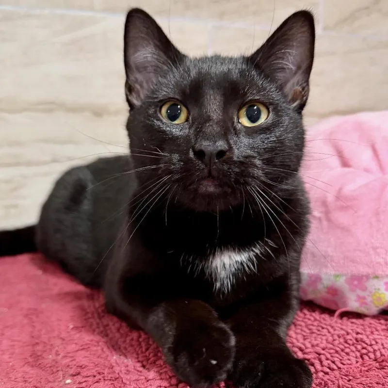 A young medium-sized male Black Domestic Short Hair cat named Dante for adoption in Oyster Bay, NY