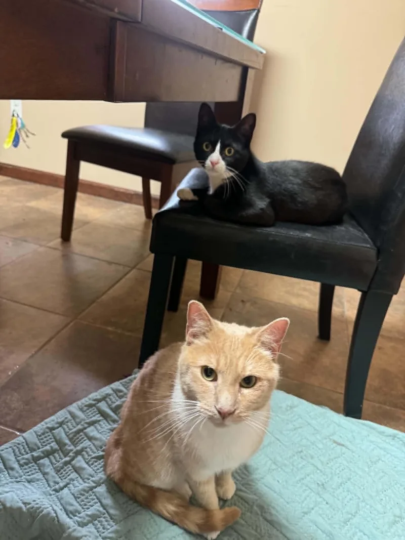 An adult medium-sized male Tiger cat named Macaroni for adoption in Fulton, NY