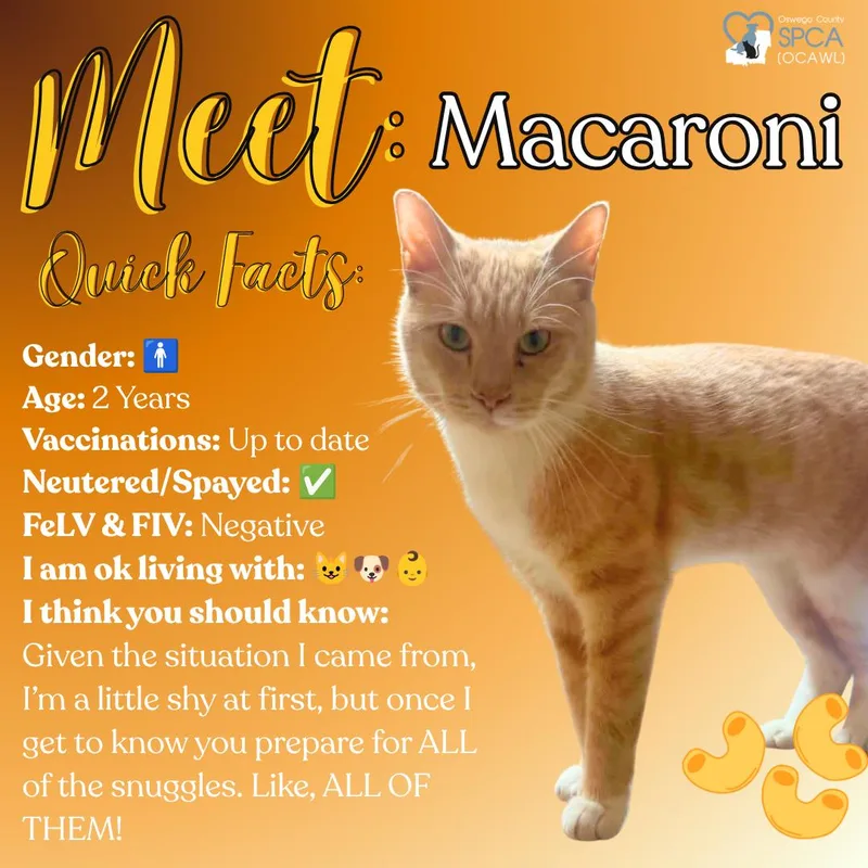 Macaroni thumbnail 4