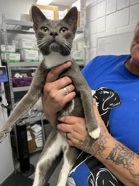 A young small-sized female Domestic Short Hair cat named Jovie for adoption in Morristown, TN