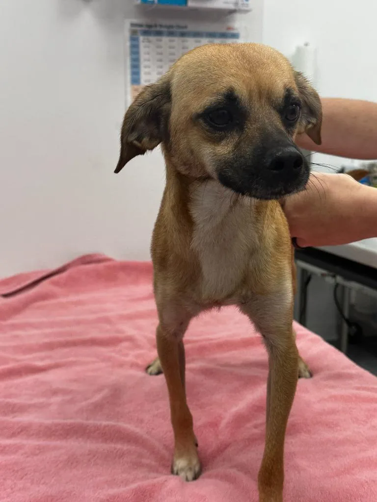 A young medium-sized male Chihuahua dog named Pugsley for adoption in Cambridge, MD