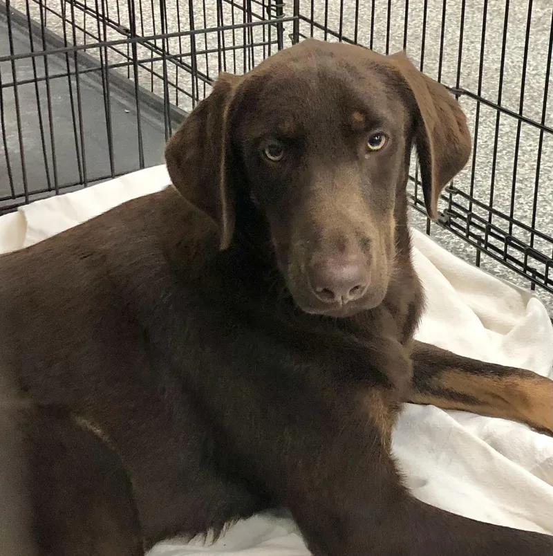 A young medium-sized male Brown / Chocolate Labrador Retriever dog named Sterling for adoption in Parma, OH