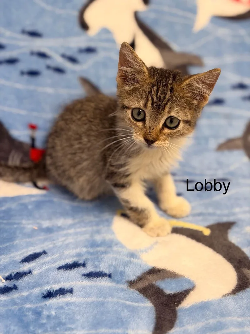 A baby medium-sized male Tabby (Buff / Tan / Fawn) Domestic Short Hair cat named Lobby for adoption in Port Lavaca, TX