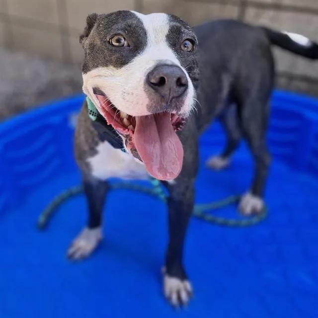 A young large-sized female Pit Bull Terrier dog named Slip for adoption in Mesa, AZ