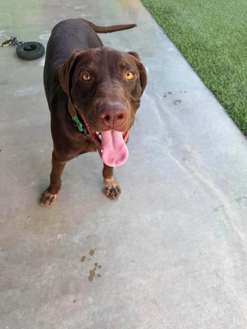 A young medium-sized male Brown / Chocolate Chocolate Labrador Retriever dog named Harold for adoption in Phoenix, AZ